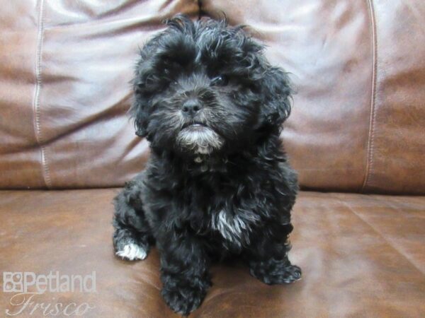 Shihpoo DOG Male Black 25552 Petland Frisco, Texas