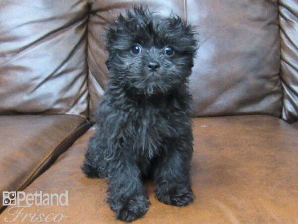 Pekeapoo-DOG-Female-Black-25551-Petland Frisco, Texas