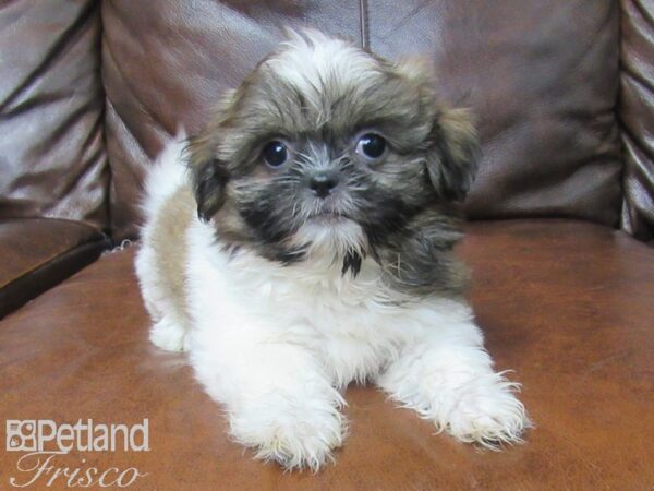 Shih Tzu DOG Female Brown and White 25550 Petland Frisco, Texas