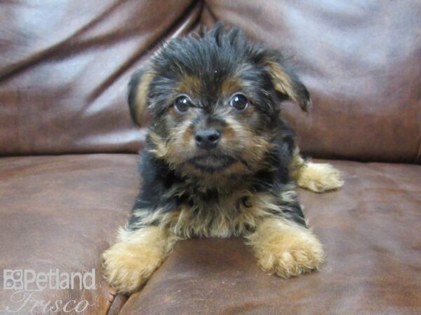 Yorkshire Terrier DOG Male Black & Tan 25549 Petland Frisco, Texas