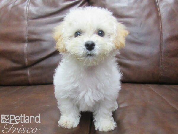 Bichon Poo DOG Female White 25548 Petland Frisco, Texas