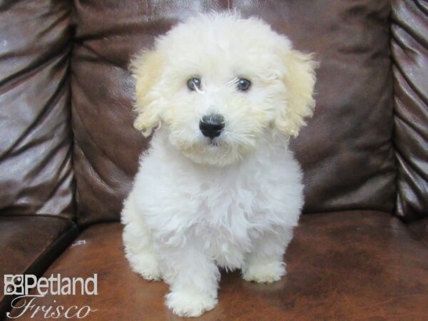 Bichon Poo-DOG-Female-White-25547-Petland Frisco & Mckinney, Texas