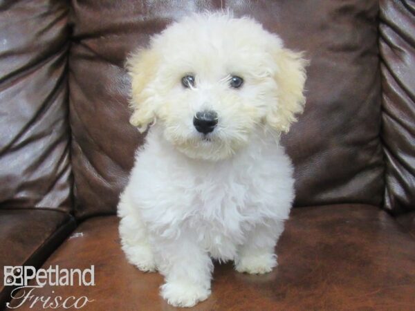 Bichon Poo DOG Female White 25547 Petland Frisco, Texas