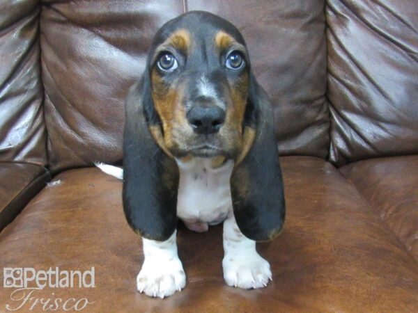 Basset Hound DOG Male Black White and Tan 25546 Petland Frisco, Texas