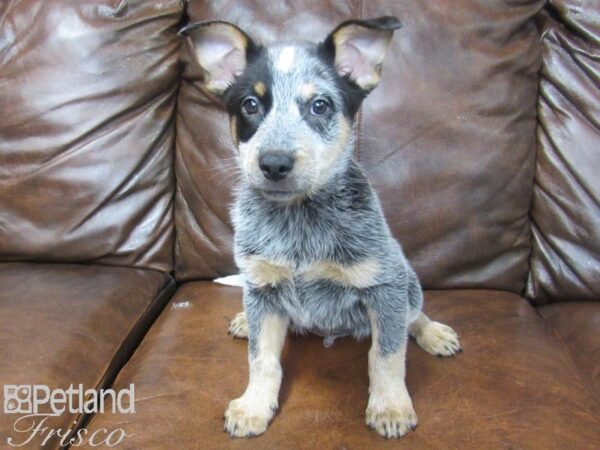 Australian Cattle Dog DOG Male Blue Mottled 25544 Petland Frisco, Texas