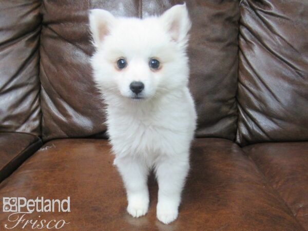 American Eskimo DOG Female White 25543 Petland Frisco, Texas