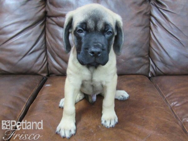 English Mastiff-DOG-Male-Fawn-25629-Petland Frisco & Mckinney, Texas