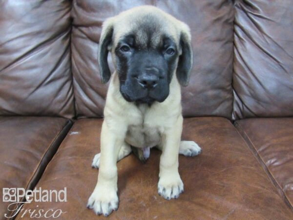 English Mastiff DOG Male Fawn 25629 Petland Frisco, Texas