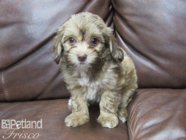 Poovanese DOG Female Chocolate 25628 Petland Frisco, Texas