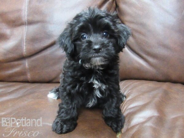 Poovanese DOG Female Black 25627 Petland Frisco, Texas