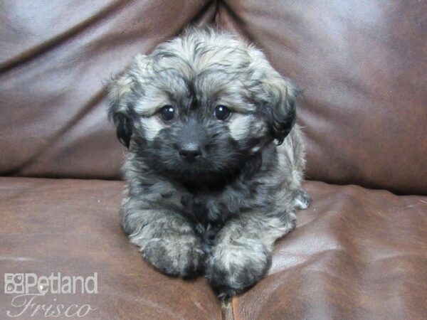 Havanese DOG Female Cafe 25626 Petland Frisco, Texas