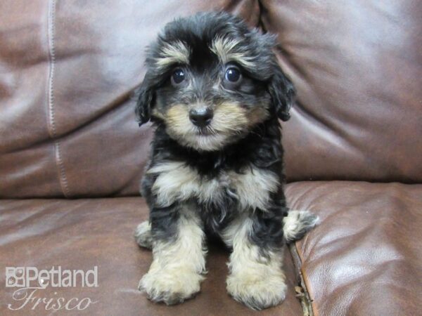 Poovanese DOG Male Red Grizzle 25625 Petland Frisco, Texas