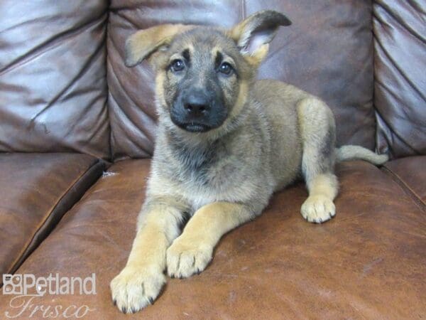 German Shepherd-DOG-Female-Sable-25615-Petland Frisco, Texas