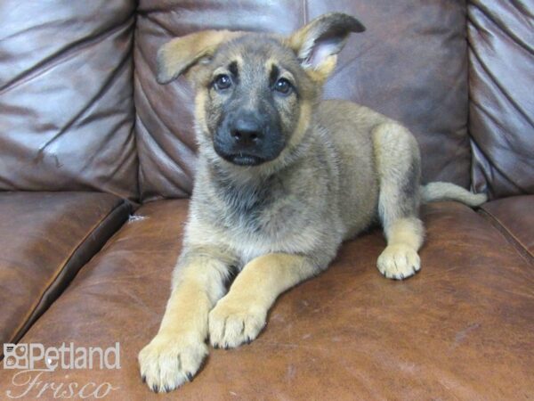 German Shepherd DOG Female Sable 25615 Petland Frisco, Texas