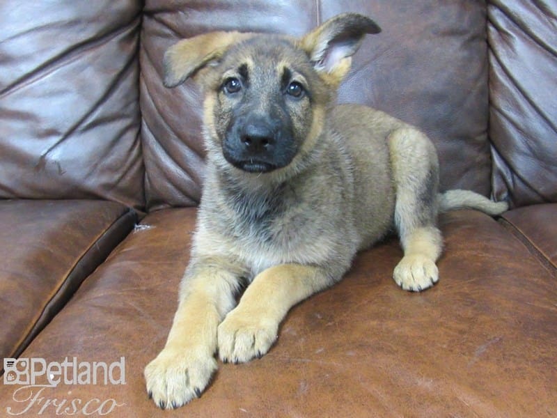 German Shepherd-DOG-Female-Sable-2722821-Petland Frisco, Texas