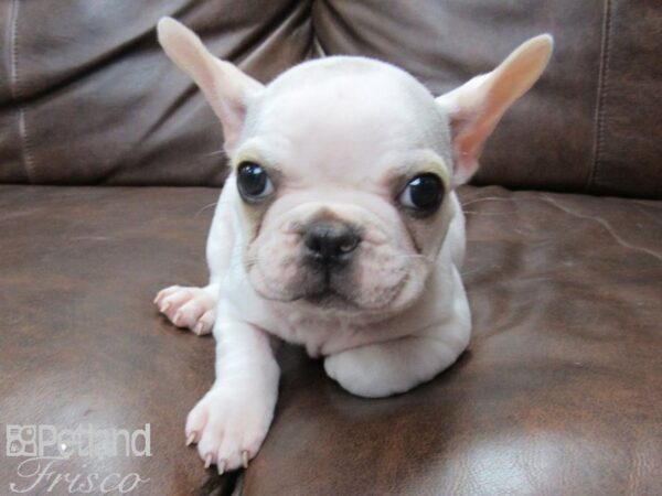 French Bulldog DOG Male Honey Pied 25610 Petland Frisco, Texas