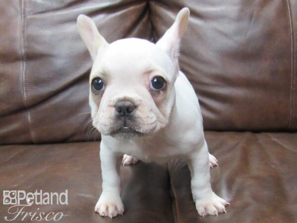 French Bulldog DOG Female Fawn Pied 25609 Petland Frisco, Texas