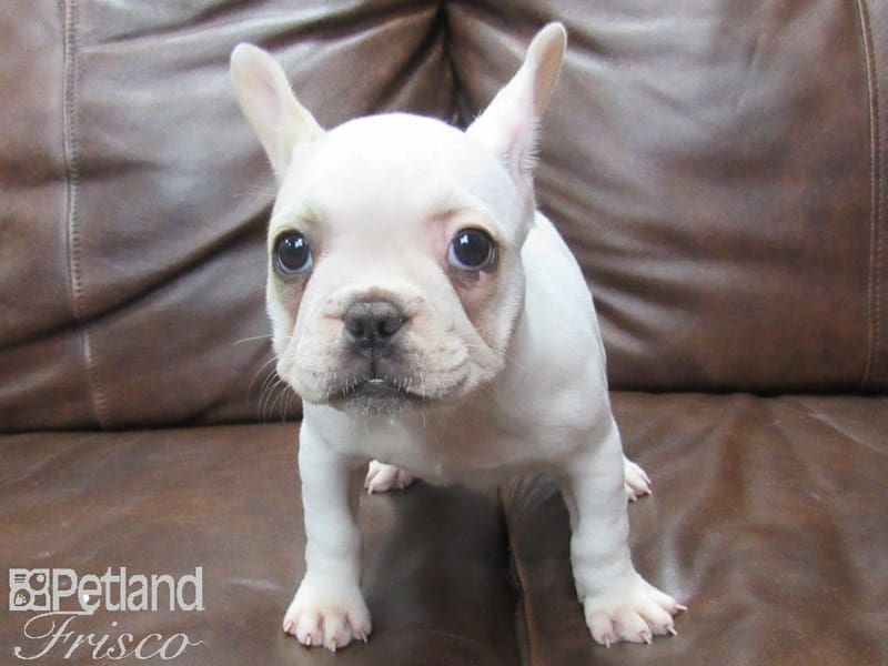 French Bulldog-DOG-Female-Fawn Pied-2722786-Petland Frisco, Texas