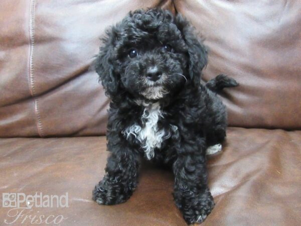 Bichonpoo DOG Male Black 25606 Petland Frisco, Texas