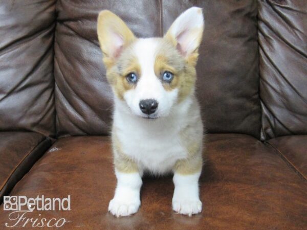 Pembroke Welsh Corgi DOG Female Merle 25604 Petland Frisco, Texas