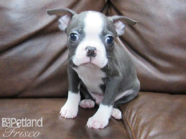 Boston Terrier DOG Male Blue w/ White 25603 Petland Frisco, Texas