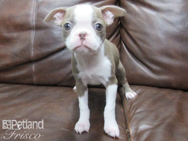 Boston Terrier-DOG-Female-Chamagne-25602-Petland Frisco & Mckinney, Texas