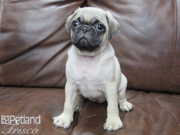 Pug DOG Male Fawn 25601 Petland Frisco, Texas