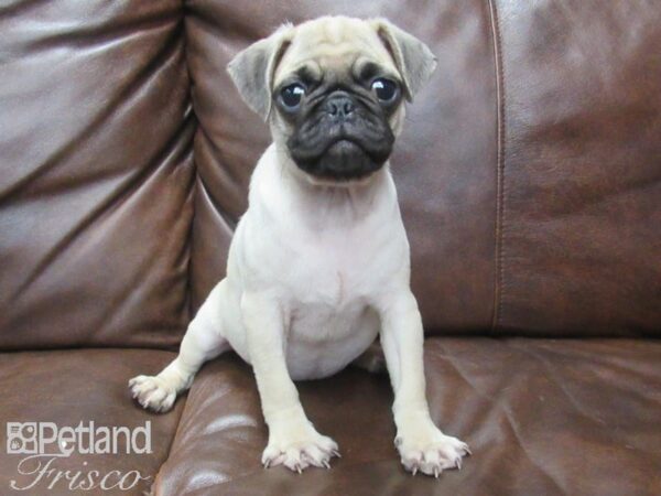 Pug DOG Female Fawn 25599 Petland Frisco, Texas