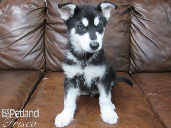 Alaskan Malamute DOG Male Black and White 25593 Petland Frisco, Texas