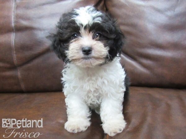 Teddy DOG Male BLK WHITE 25650 Petland Frisco, Texas