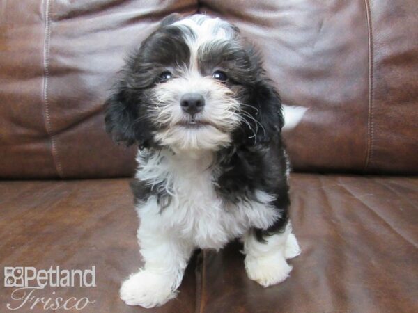 Teddy DOG Female BLK WHITE 25649 Petland Frisco, Texas