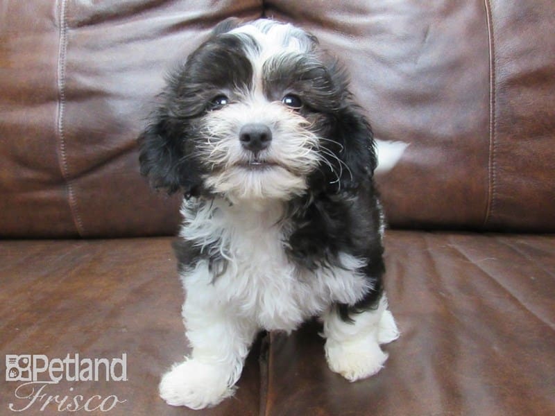 Teddy-DOG-Female-BLK WHITE-2721102-Petland Frisco, Texas