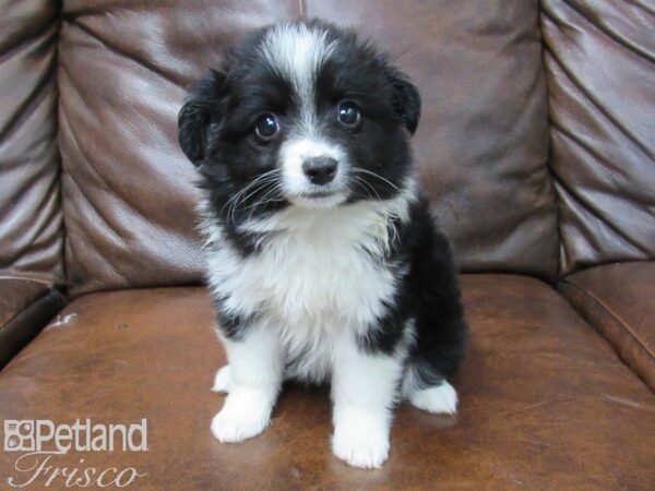 Mini Aussie DOG Male TRI 25648 Petland Frisco, Texas