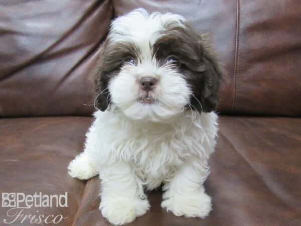 Shih Poo-DOG-Female-choc white-25646-Petland Frisco, Texas