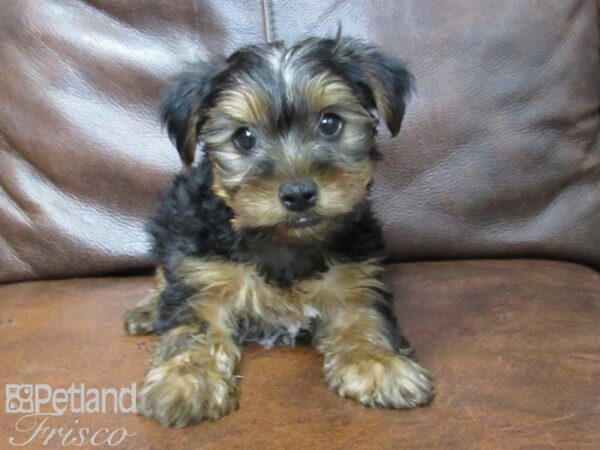 Yorkshire Terrier DOG Male BLK TAN 25645 Petland Frisco, Texas