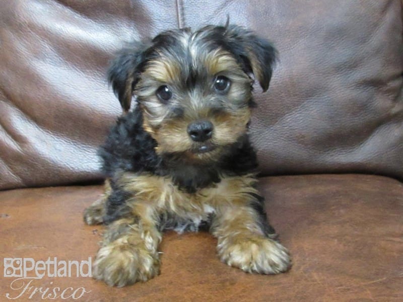 Yorkshire Terrier-DOG-Male-BLK TAN-2721185-Petland Frisco, Texas