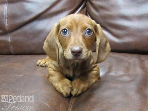 Miniature Dachshund DOG Male RED 25643 Petland Frisco, Texas