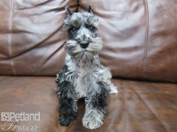 Miniature Schnauzer DOG Male BLUE MERLE 25642 Petland Frisco, Texas