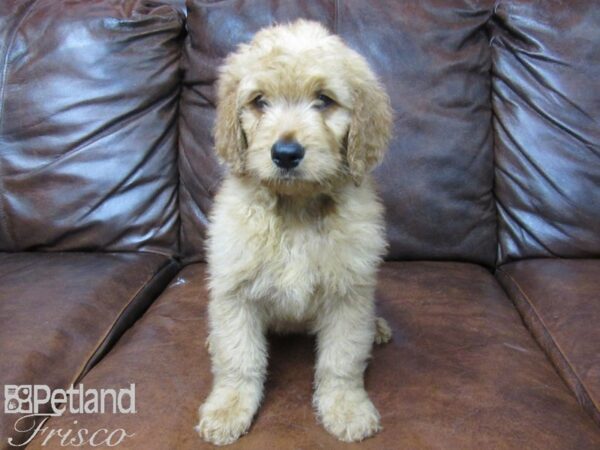 Goldendoodle DOG Male Red 25640 Petland Frisco, Texas