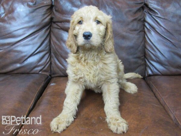 Goldendoodle DOG Male Red 25639 Petland Frisco, Texas