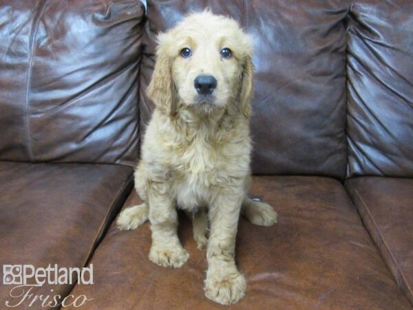 Goldendoodle DOG Male Red 25638 Petland Frisco, Texas