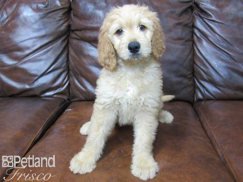 Goldendoodle-DOG-Male-Red-2721130-Petland Frisco, Texas