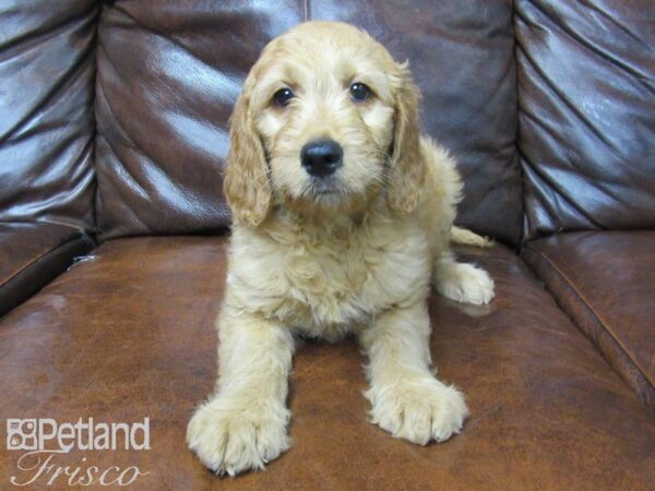 Goldendoodle DOG Female Red 25636 Petland Frisco, Texas