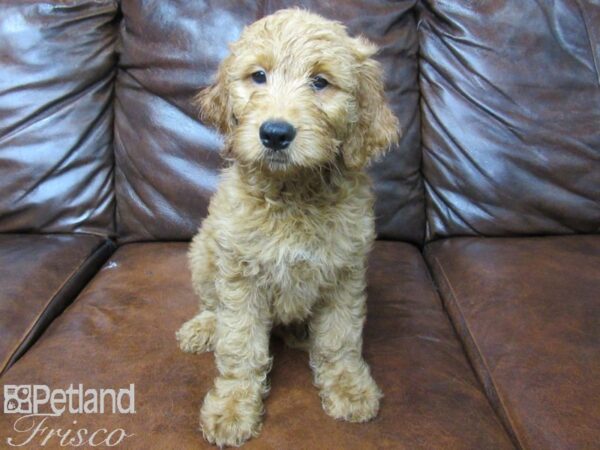 Goldendoodle-DOG-Female-Red-25635-Petland Frisco & Mckinney, Texas