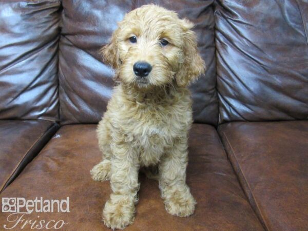 Goldendoodle DOG Female Red 25635 Petland Frisco, Texas