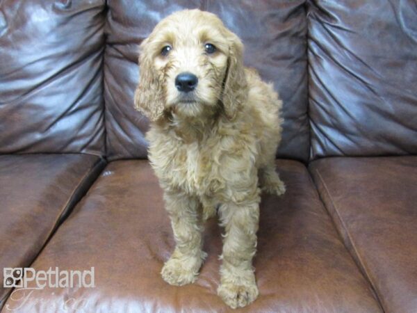 Goldendoodle DOG Female Red 25634 Petland Frisco, Texas