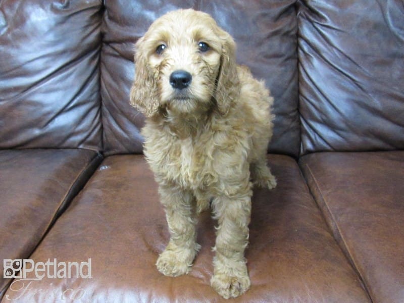 Goldendoodle-DOG-Female-Red-2721133-Petland Frisco, Texas