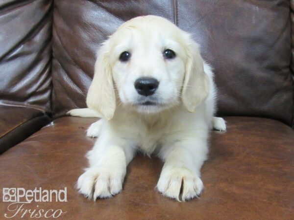 Golden Retriever DOG Female Light Golden 25633 Petland Frisco, Texas