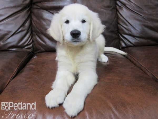 Golden Retriever DOG Male Light Golden 25630 Petland Frisco, Texas