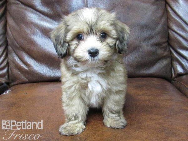 Poovanese-DOG-Male-Black & Tan-25624-Petland Frisco & Mckinney, Texas